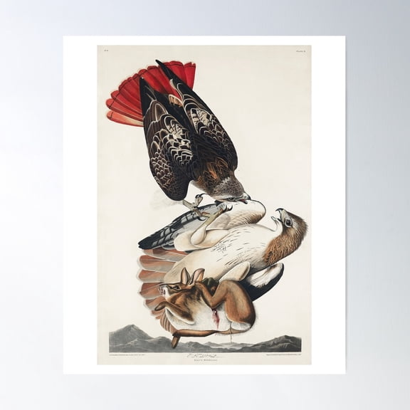 Red-Tailed Hawk From Birds Of America (1827) By John James Audubon Poster Wall Art, Modern Wall Decor For Living Room Bedroom, 12x18 UNFRAMED