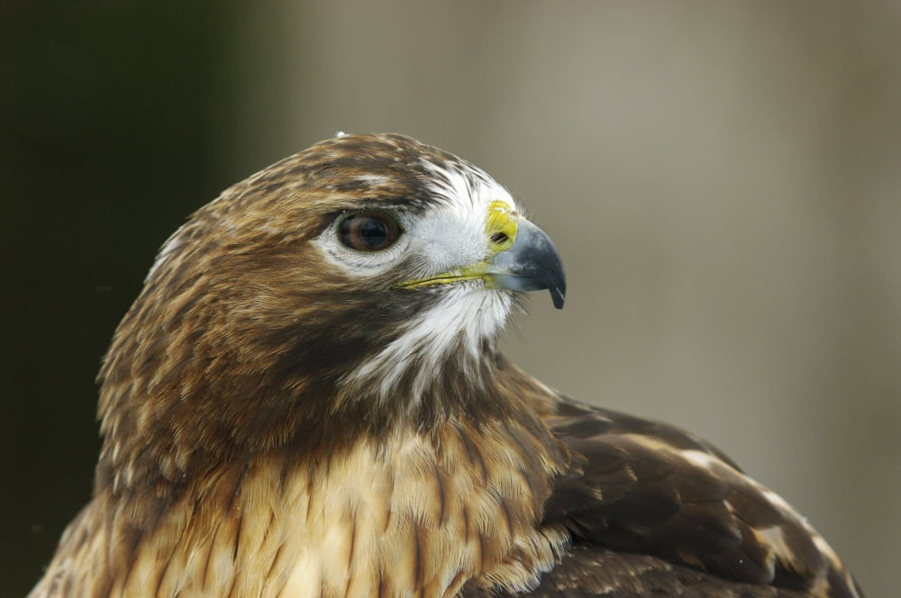 Red-Tailed Hawk In Ecomuseum Zoo Ste-Anne-De-Bellevue Quebec Canada Canvas Art - Steeve Marcoux Design Pics (17 x 11)