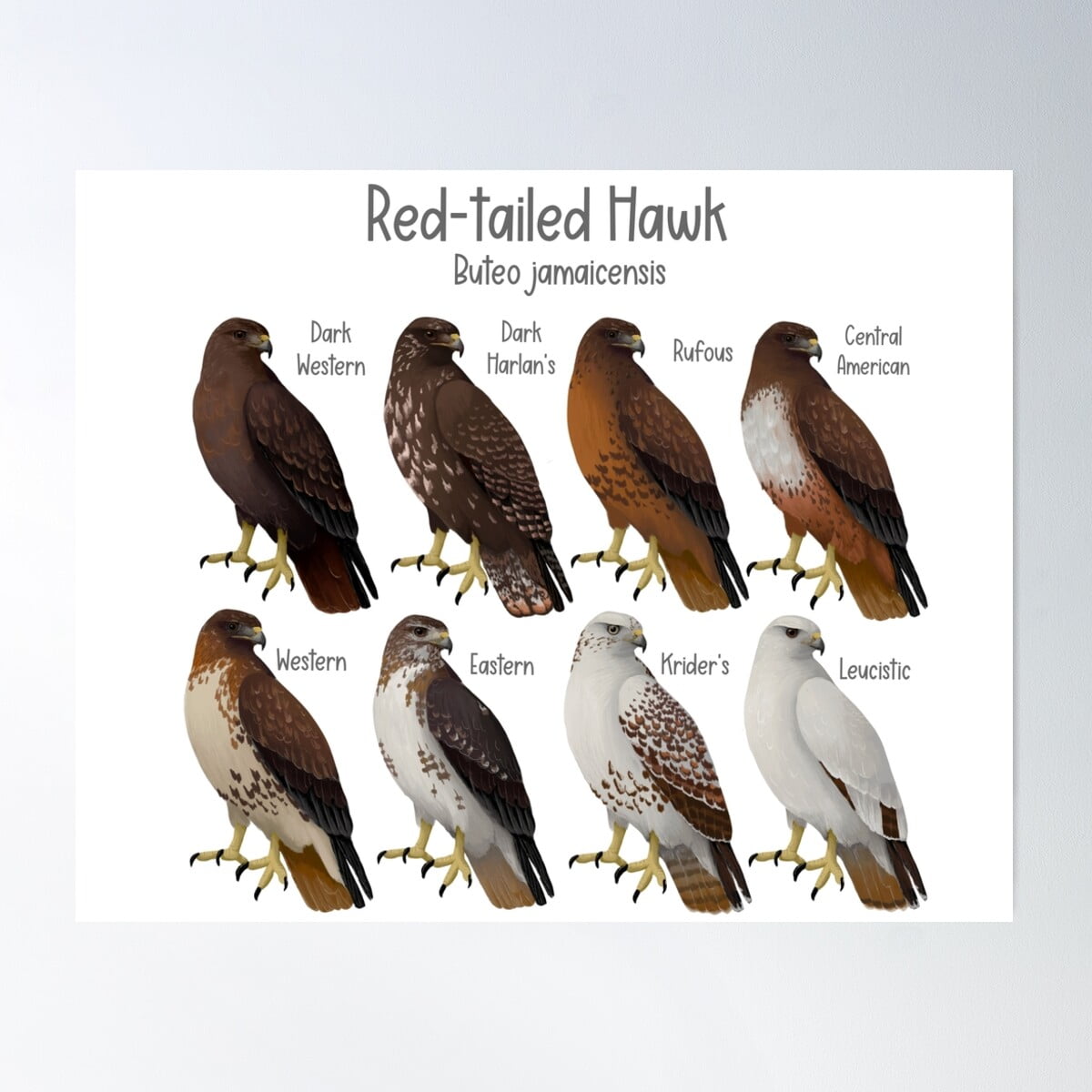 RedTailed Hawk Morphs And Subspecies Poster Wall Art, Modern Wall