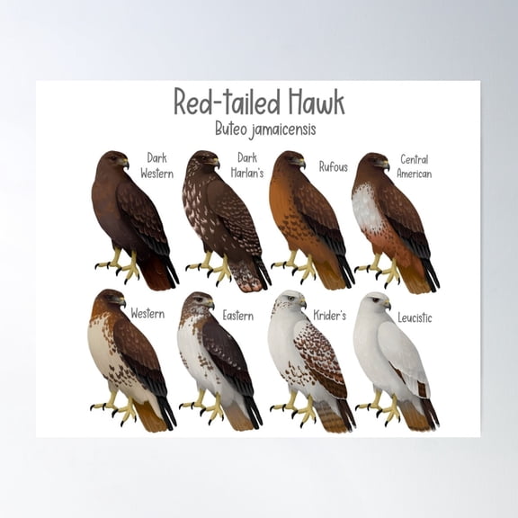 Red-Tailed Hawk Morphs And Subspecies Poster Wall Art, UNFRAMED PAPER POSTER
