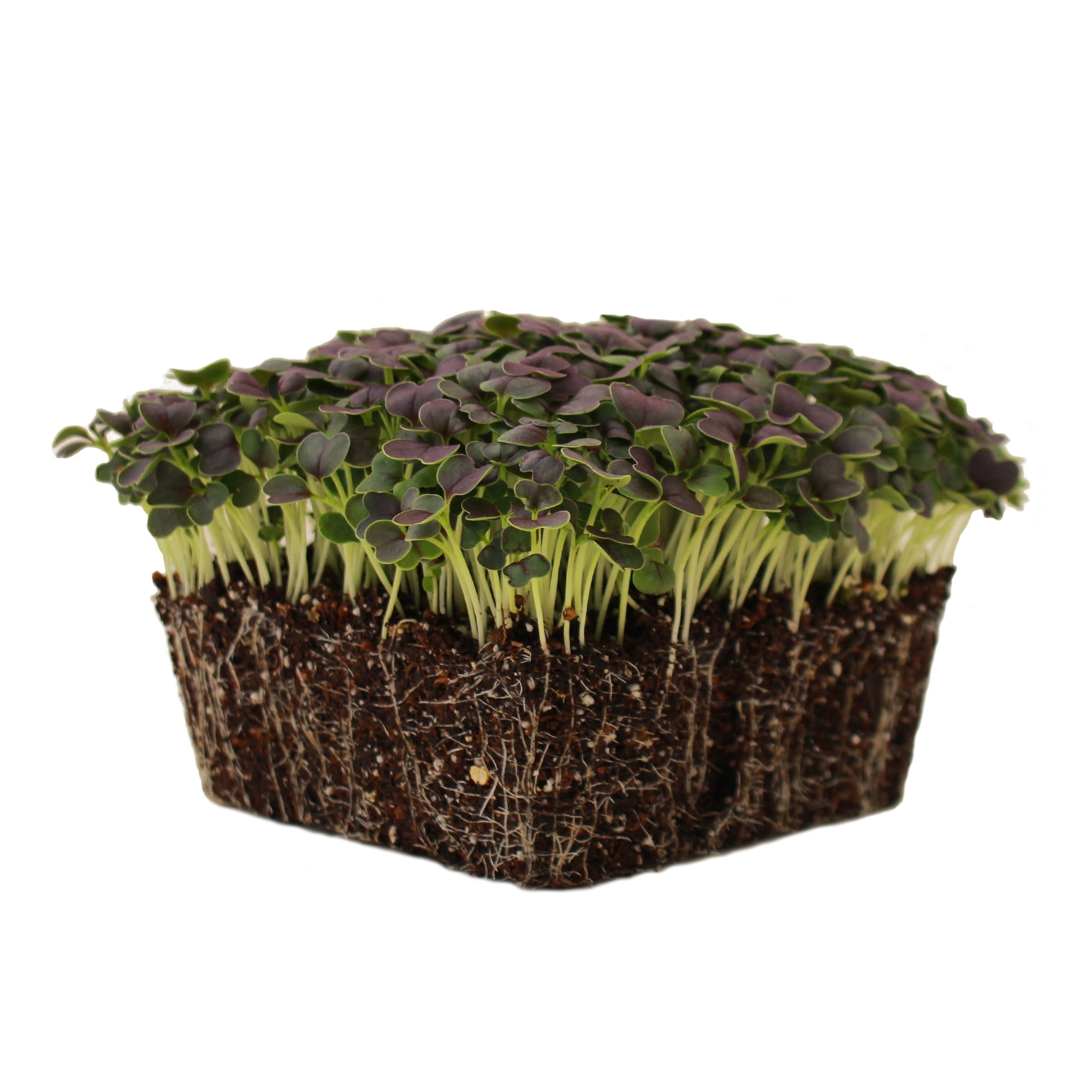 Red Tatsoi Mustard Seeds - 1 Lb - Herb & Vegetable Gardening, Micro Greens - Non-GMO, Open Pollinated - Brassica rapa Narinosa