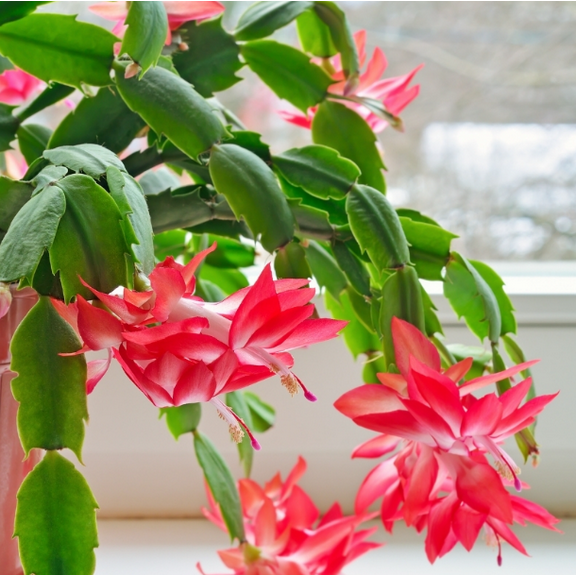 Red Thanksgiving Cactus Plant Live for Planting, Holiday Cactus Flower Schlumbergera Succulent Plant for Indoor Outdoor in 4 Inch Pot