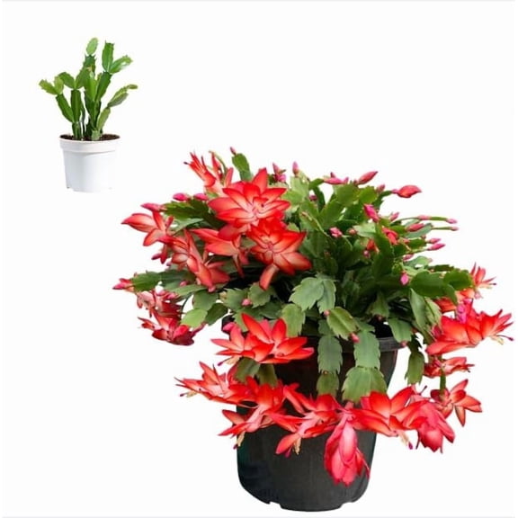 Red Thanksgiving Christmas Cactus Plants Live Holiday Cactus Plant Winter Bloom Flowers Plant 3"Pot