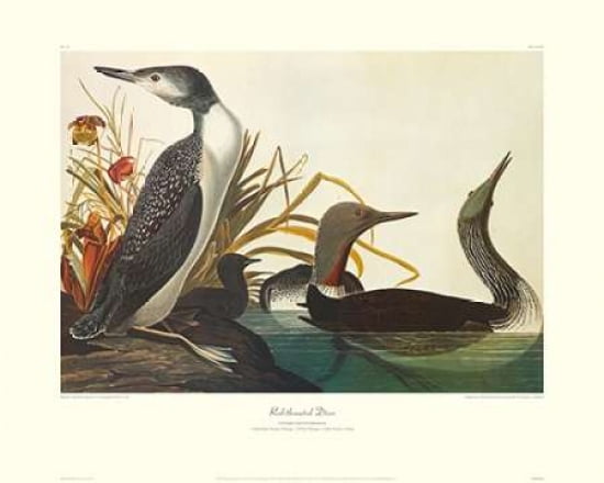 Red-Throated Diver (decorative border) Canvas Art - John James Audubon (24 x 30)