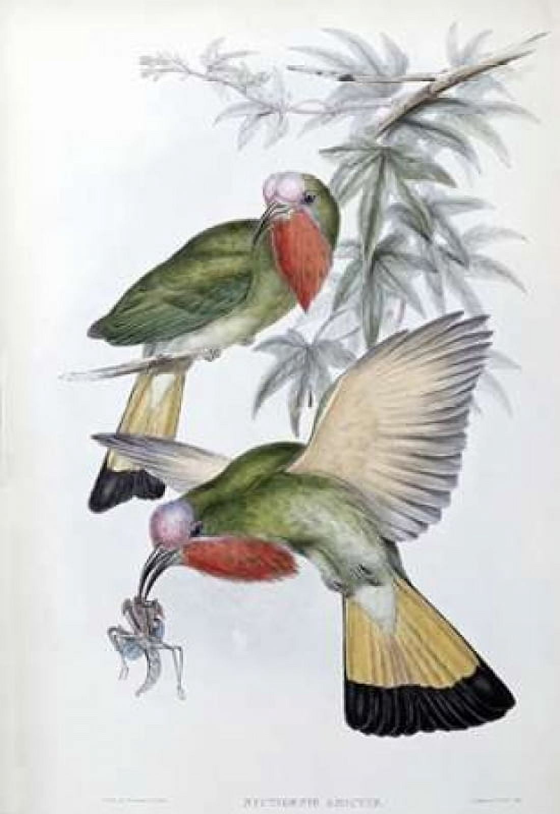 Red-Throated Nyctiornis Canvas Art - John Glover (20 x 28)