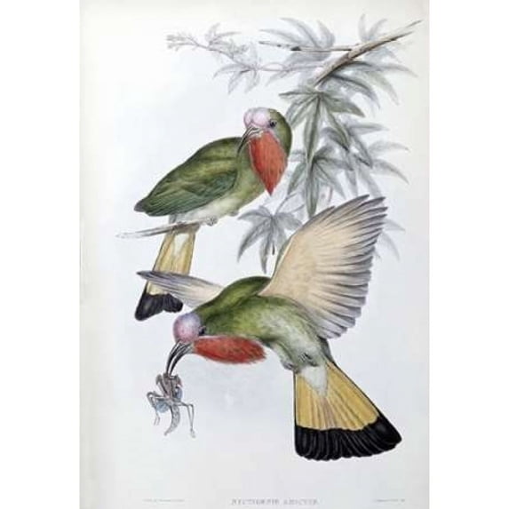 Red-Throated Nyctiornis Poster Print by John Glover (20 x 28)