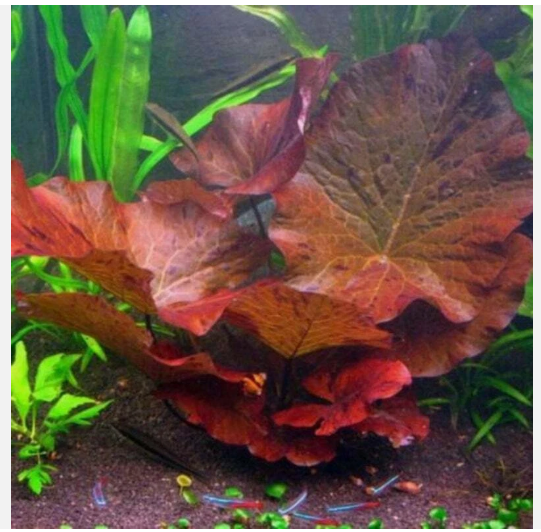 Red Ti ger Lo.tus Live Aquarium Plant (Nym..phaea zen.k.eri) – Easy Freshwater Fish Tank Plant