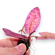 Red Tiger Lotus Aquarium Plants Factory