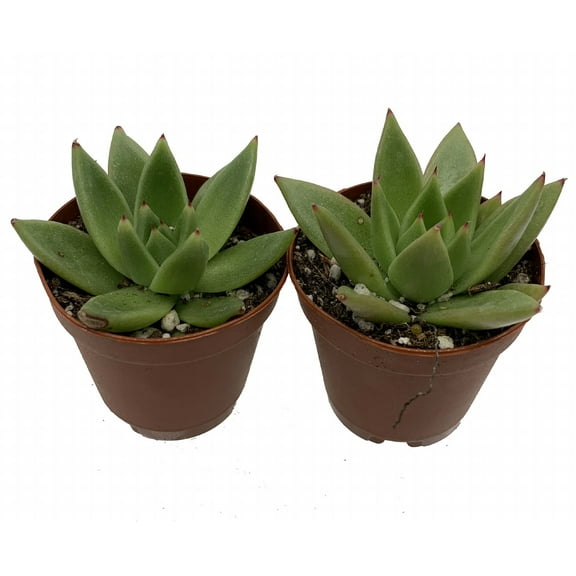 Red Tip Lipstick Desert Rose Succulent - Echeveria agavoides - 2 Plants 2" Pots
