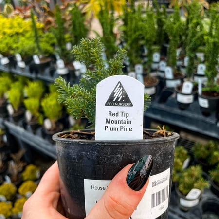 Red Tip Mountain Plume Pine, Live Plant, 4" Growers Pot