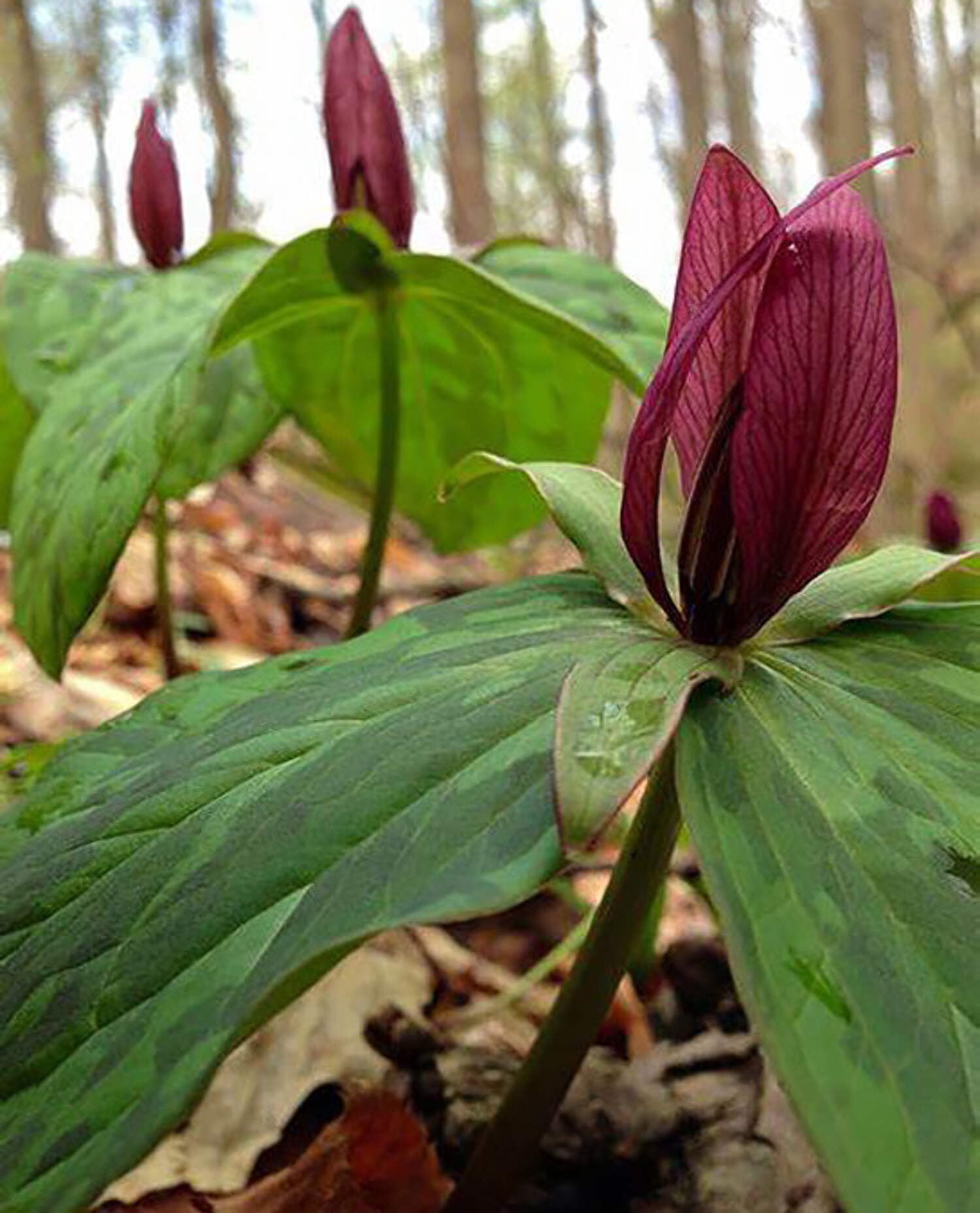 Red Toad Trillium (Wood Lily) - 5 Root Divisions - Walmart Business ...