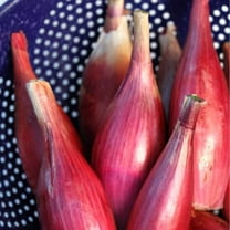 Red Torpedo Onion Seeds - 1 g ~300 Seeds - Heirloom, Open Pollinated, Non-GMO, Farm & Vegetable Gardening Seeds