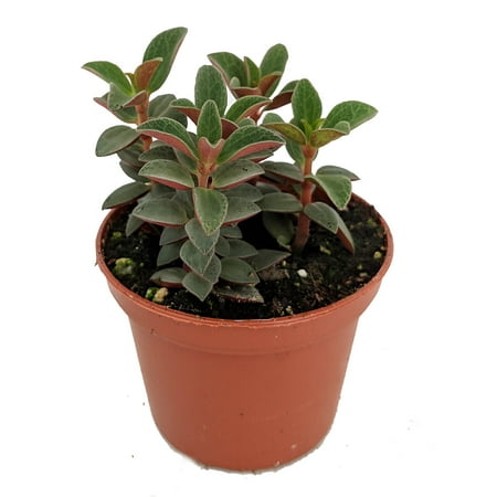 Red Trailing Peperomia rubella - 2.5" Pot