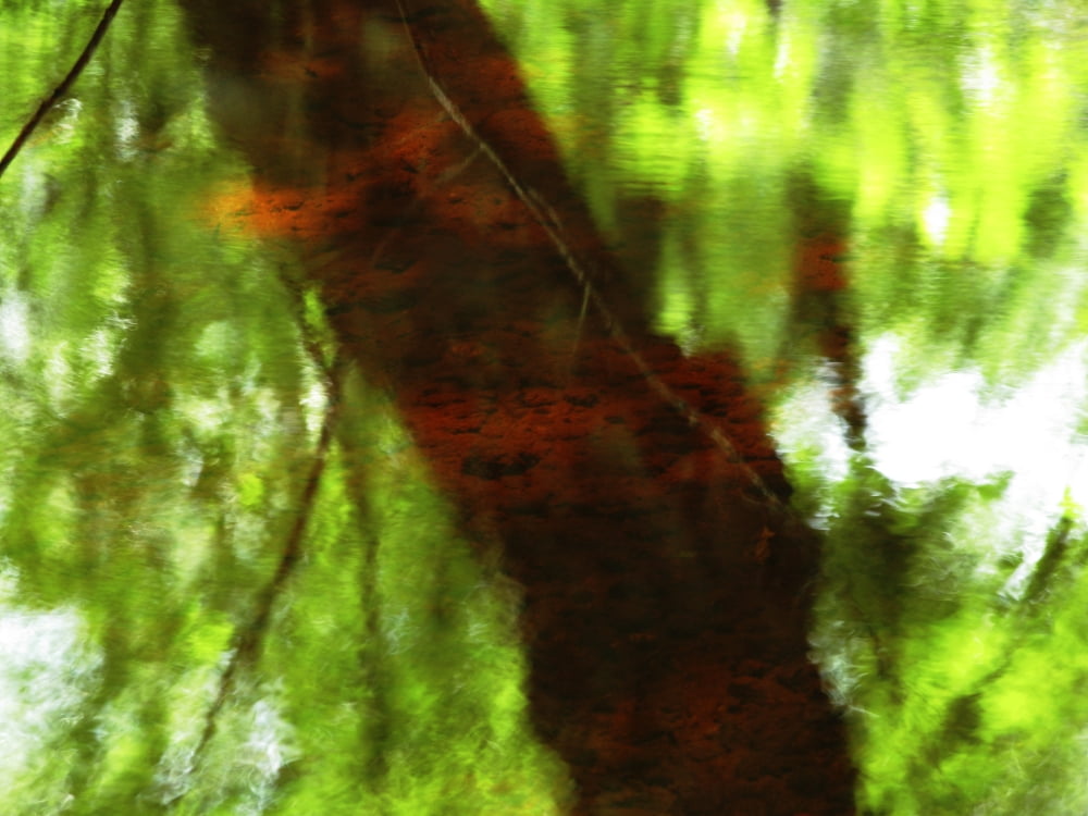 Red Tree 2 Massachusetts Seekonk Caratunk Wildlife Refuge Green And Red Tree Reflections In Water Canvas Art - Joanne Baldaia Design Pics (16 x 12)