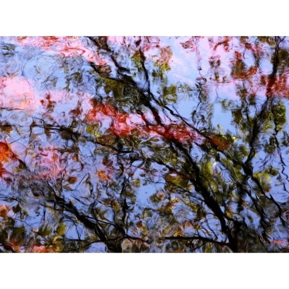 Red Trees 2 Massachusetts Seekonk Caratunk Wildlife Refuge Ripples And Reflections On Water Surface. Print