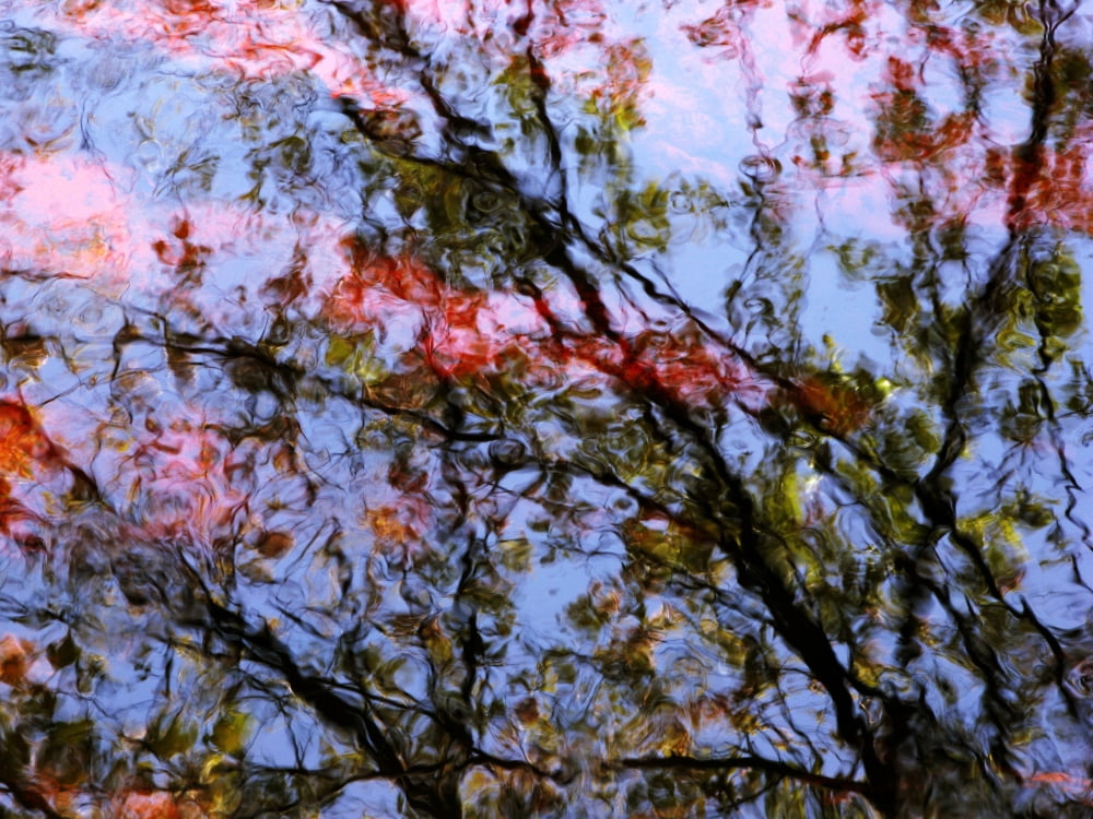 Red Trees 2 Massachusetts Seekonk Caratunk Wildlife Refuge Ripples And Reflections On Water Surface Canvas Art - Joanne Baldaia  Design Pics (16 x 12)