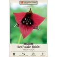 thumbnail image 1 of Red Trillium - Wake Robin - Trillium erectum - Wildflower - 2 Top Size Roots, 1 of 4