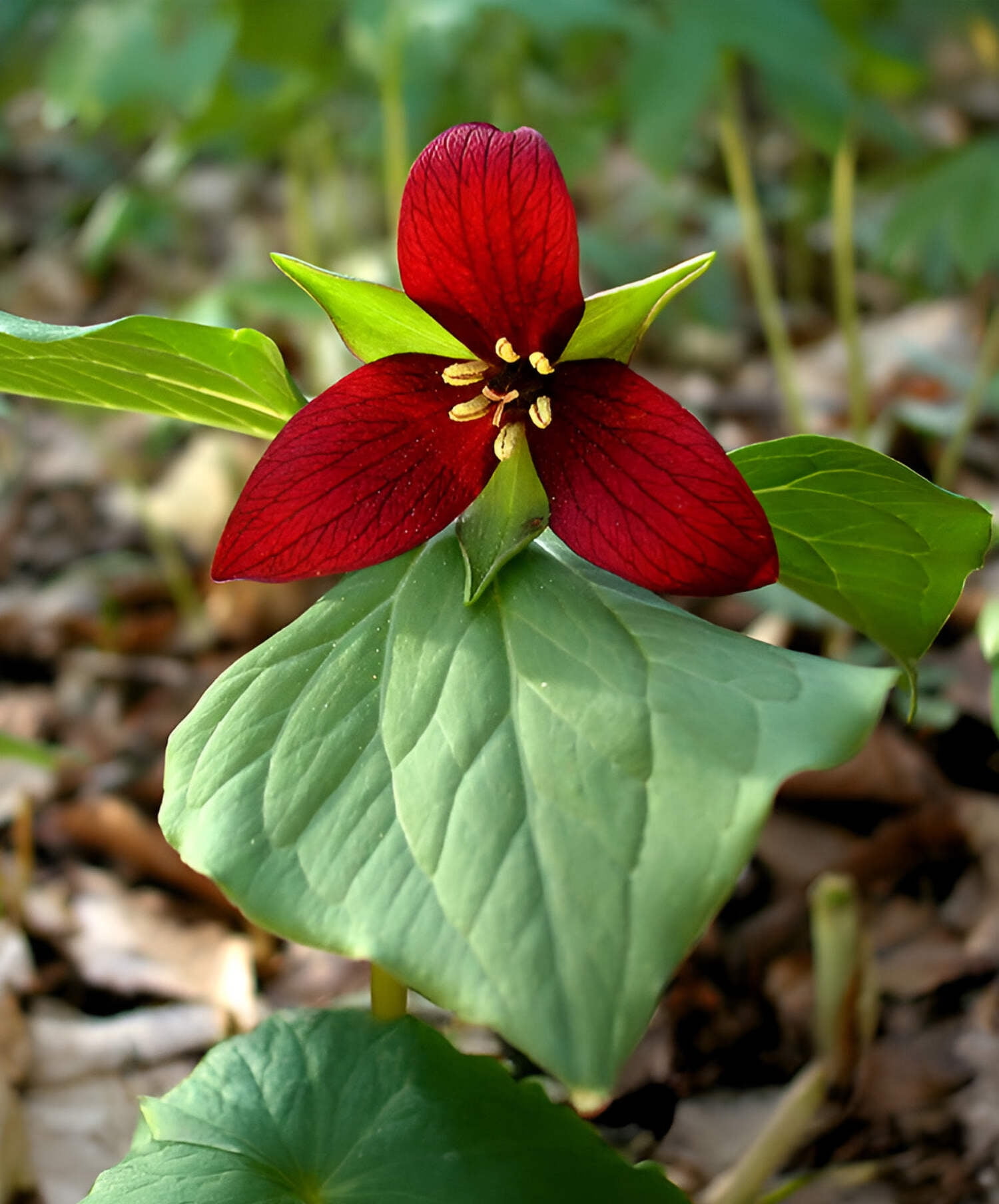 Red Trillium (Wood Lily) - 5 Root Divisions - Walmart.com