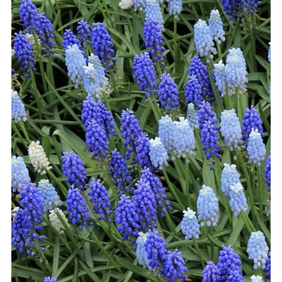 Mixed Blue Muscari Bulbs – Light & Dark Blue Grape Hyacinths – Easy to Grow Perennial Flowers – 10 Bulbs
