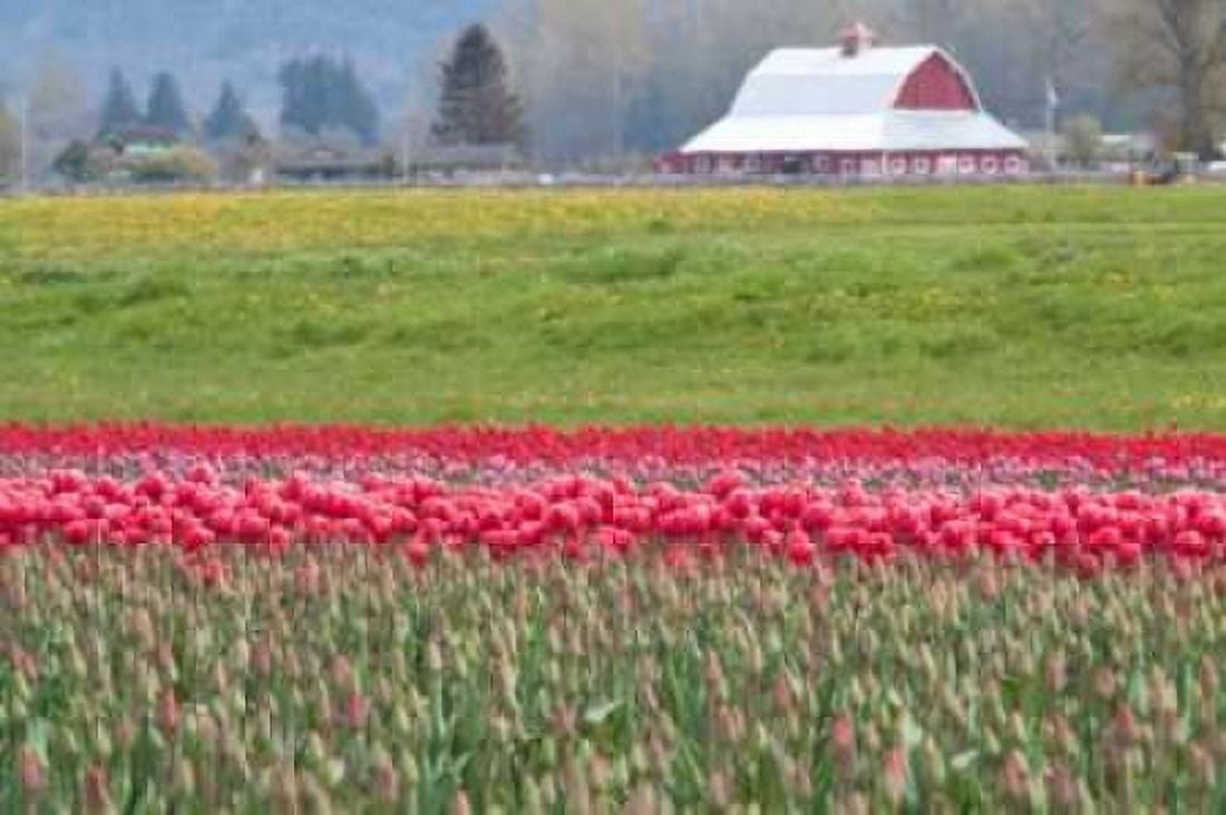 Red Tulip Barn Canvas Art - Dana Styber (12 x 18)