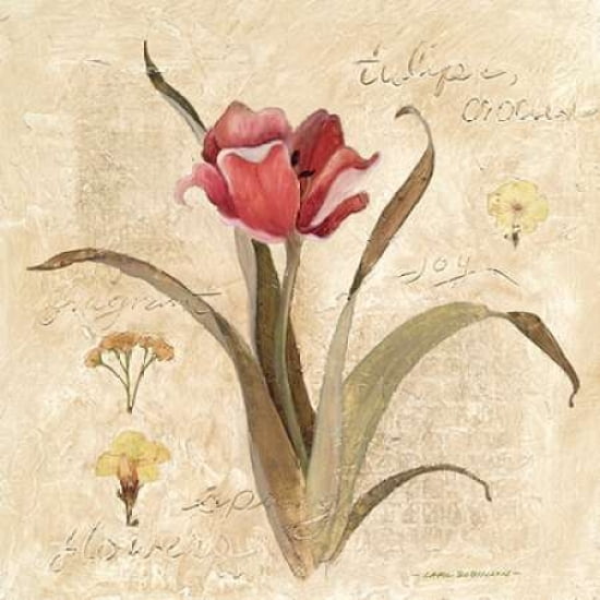 Red Tulip Canvas Art - Carol Robinson (24 x 24)