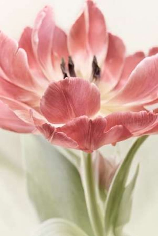 Red Tulip Canvas Art - Cora Niele (24 x 36)