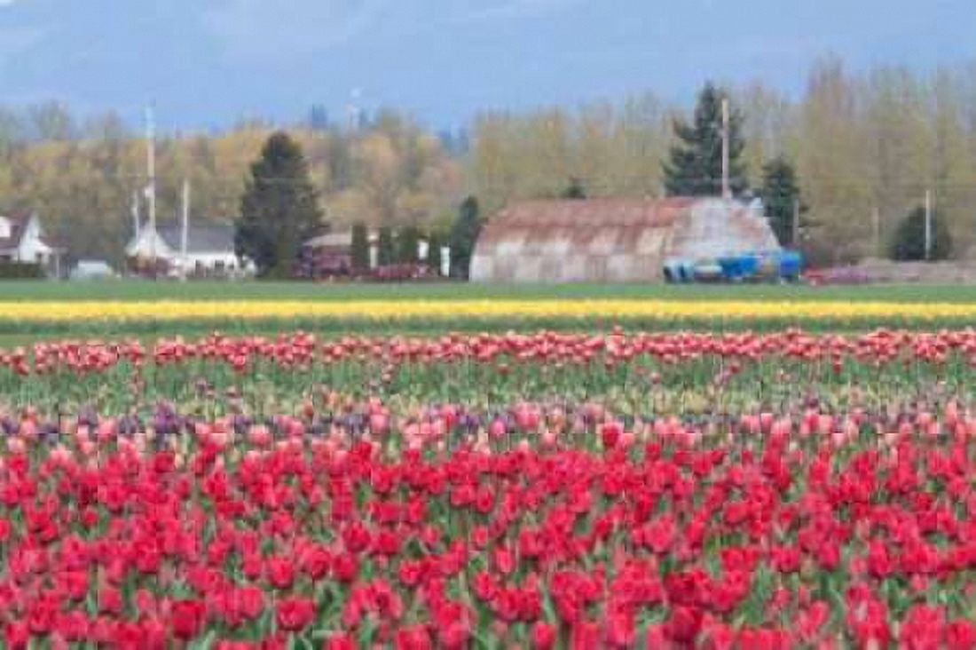 Red Tulip Farm Canvas Art - Dana Styber (12 x 18)