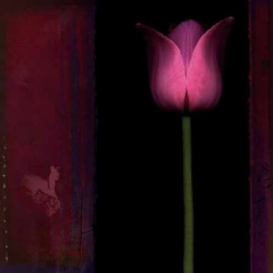 Red Tulip I Canvas Art - Rick Filler (24 x 24)