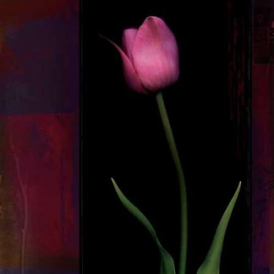 Red Tulip II Canvas Art - Rick Filler (24 x 24)
