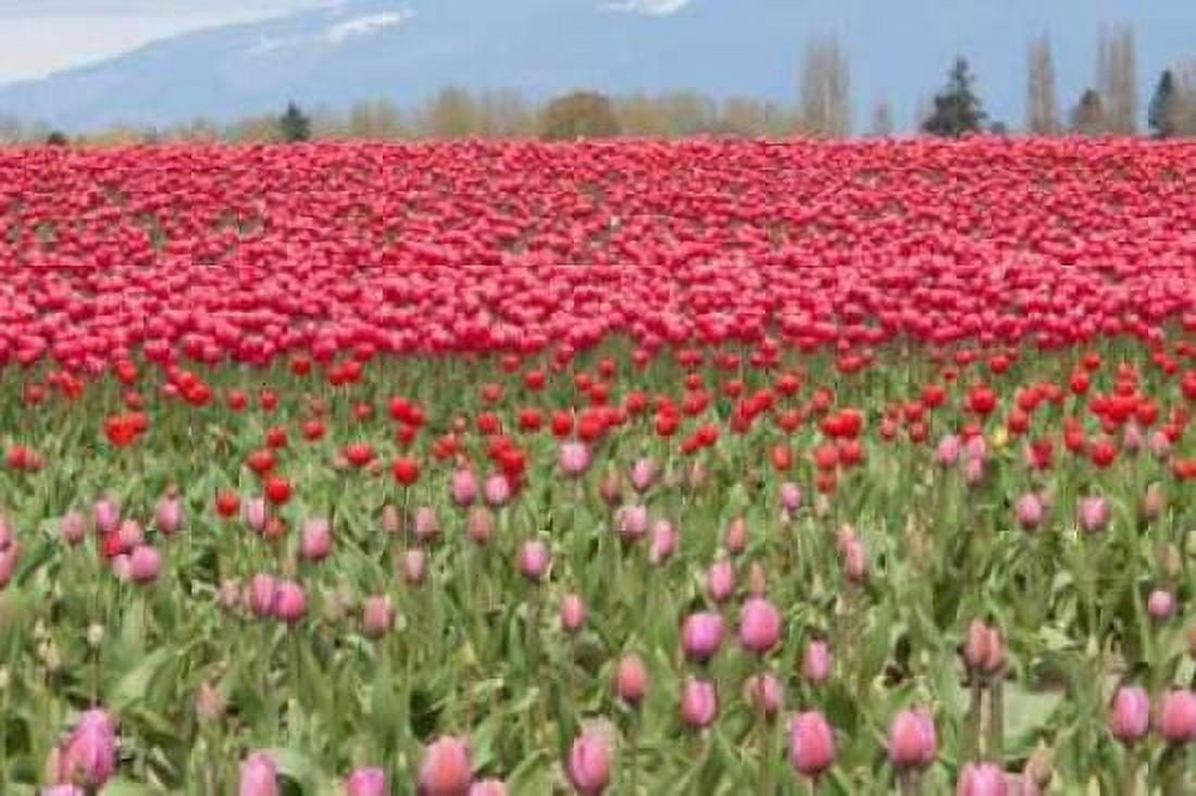 Red Tulip Mound I Canvas Art - Dana Styber (20 x 28)