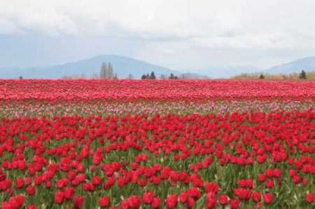 Red Tulip Mound II Canvas Art - Dana Styber (12 x 18)