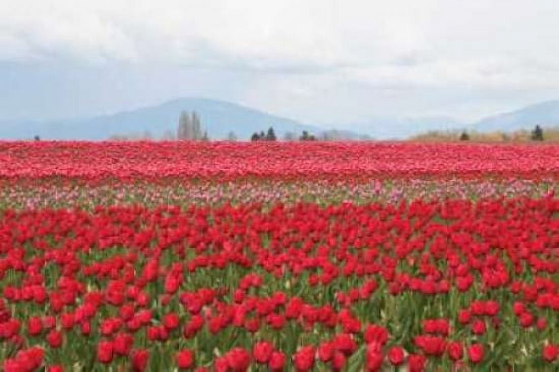 Red Tulip Mound II Canvas Art - Dana Styber (24 x 36)