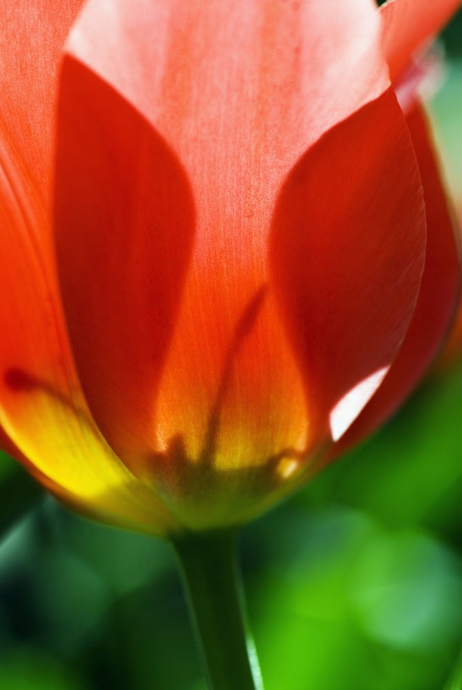 Red Tulip (Tulipa Cultivars) Close-Up Of Blossom And Stem Canvas Art - Ray Laskowitz Design Pics (11 x 17)