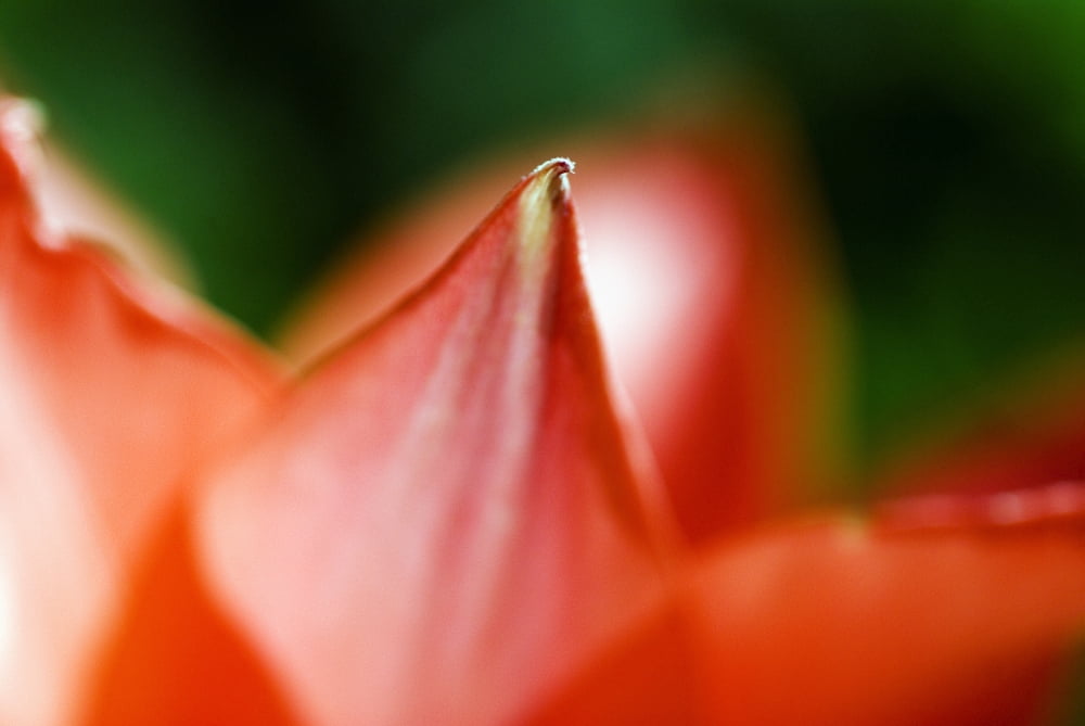 Red Tulip (Tulipa Cultivars) Extreme Close-Up On Petals Canvas Art - Ray Laskowitz  Design Pics (34 x 22)