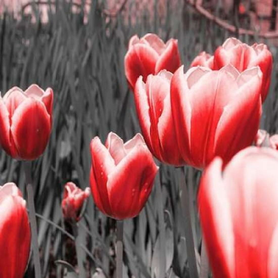 Red Tulips I Canvas Art - Emily Navas (24 x 24)
