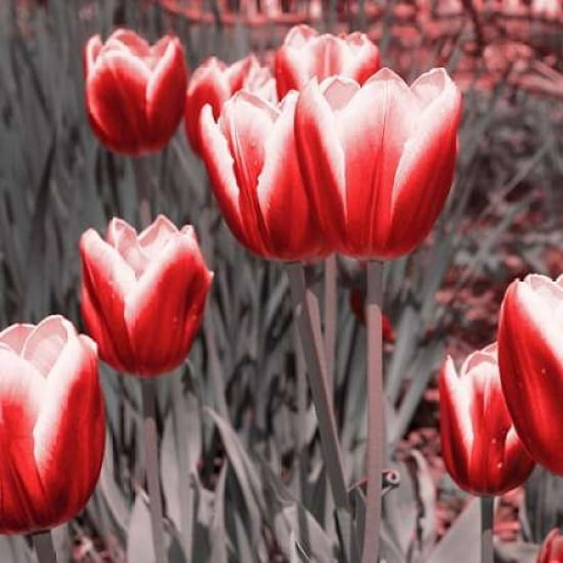 Red Tulips II Canvas Art - Emily Navas (24 x 24)