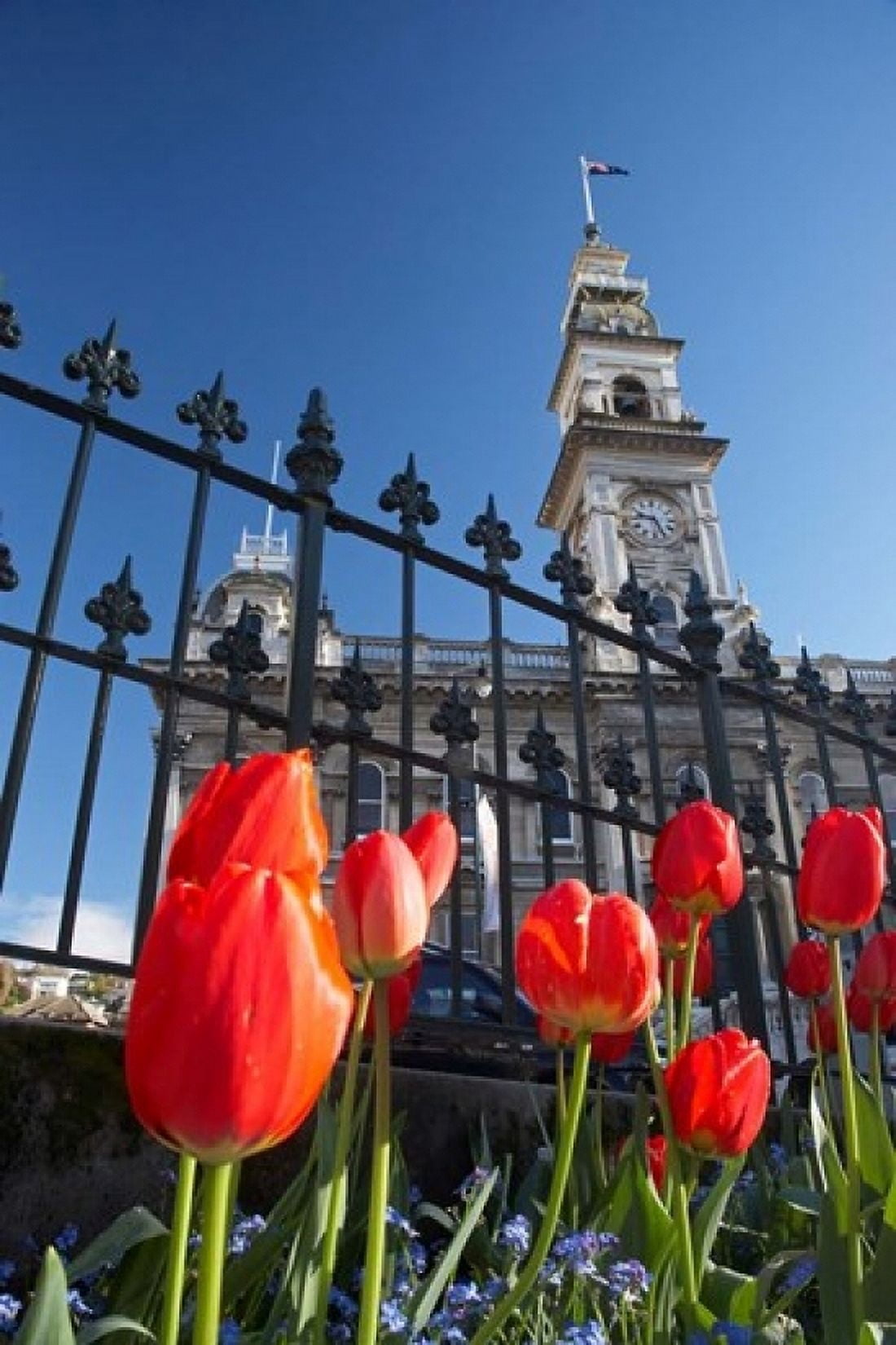 Red Tulips & Municipal Chambers Clock Tower Octagon South Island New Zealand Canvas Art - David Wall DanitaDelimont (12 x 17)