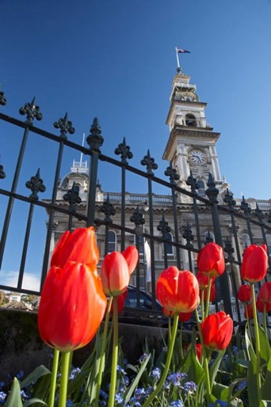 Red Tulips & Municipal Chambers Clock Tower Octagon South Island New Zealand Canvas Art - David Wall DanitaDelimont (24 x 35)