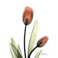 thumbnail image 1 of Red Tulips Poster Print by Albert Koetsier (18 x 24), 1 of 2