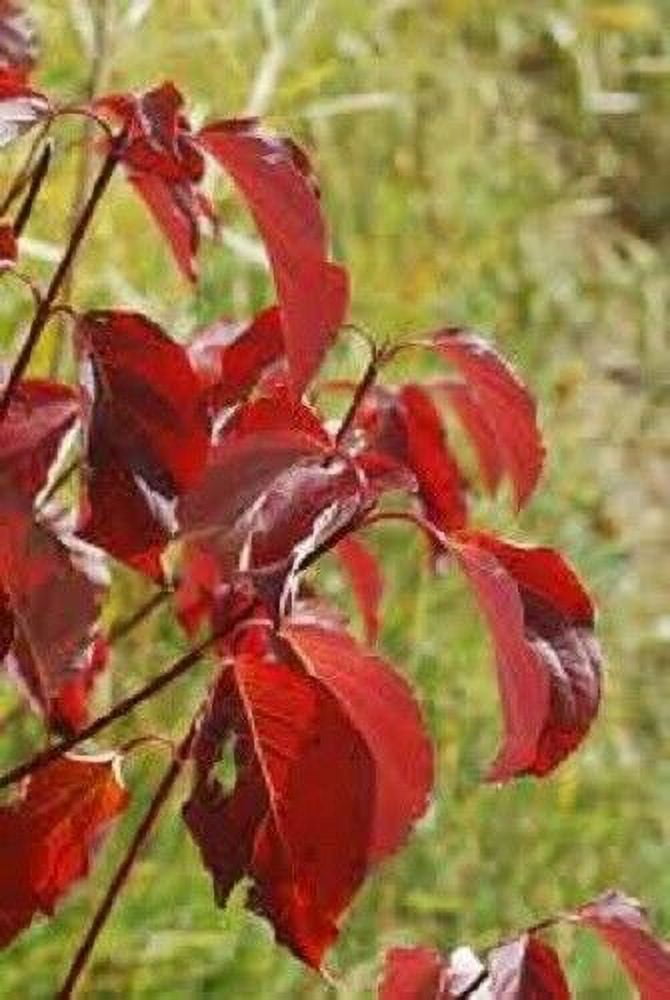 Red Twig Dogwood 3ft shrub/bush Hardy Native Cornus Sericea 4 Season