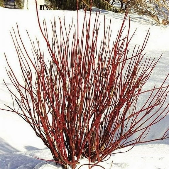 Red Twig Dogwood Seeds (Cornus sericea) 15+Seeds