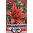 thumbnail image 1 of Red Twin Double Asiatic Lily 3 Bulbs 14/16 cm - Orange-Red, 1 of 4