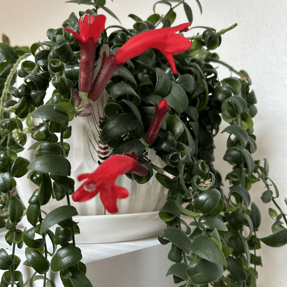 Red Twisted Lipstick Plant Live in 2 Inch Pot, Indoor Houseplant for Planting