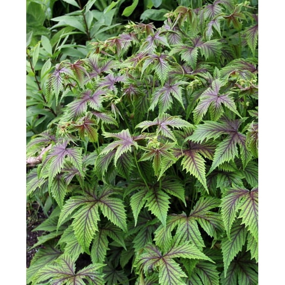 Red Umbrellas Meadowsweet Plant - 4 " Pot - Filipendula - SHADE