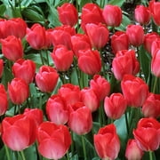 Red Van Eijk Darwin Tulip - 25 Bulbs - 12/+ cm Bulbs - Value Size