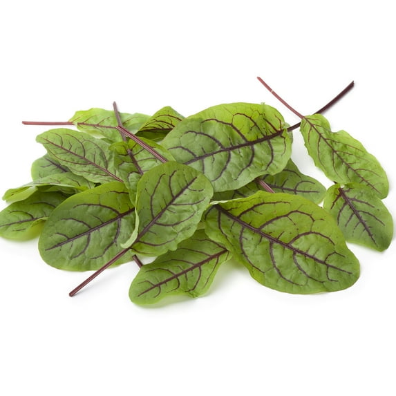 Red Veined Sorrel Seeds - 1 Lb Bulk ~240,000 Seeds - Non-GMO, Heirloom - Colorful Culinary Herb Gardening & Microgreens Seeds