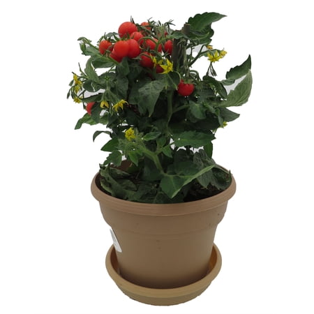 Red Velvet Table Top Tomato Plant - Mini Tomatoes - 6" Pot