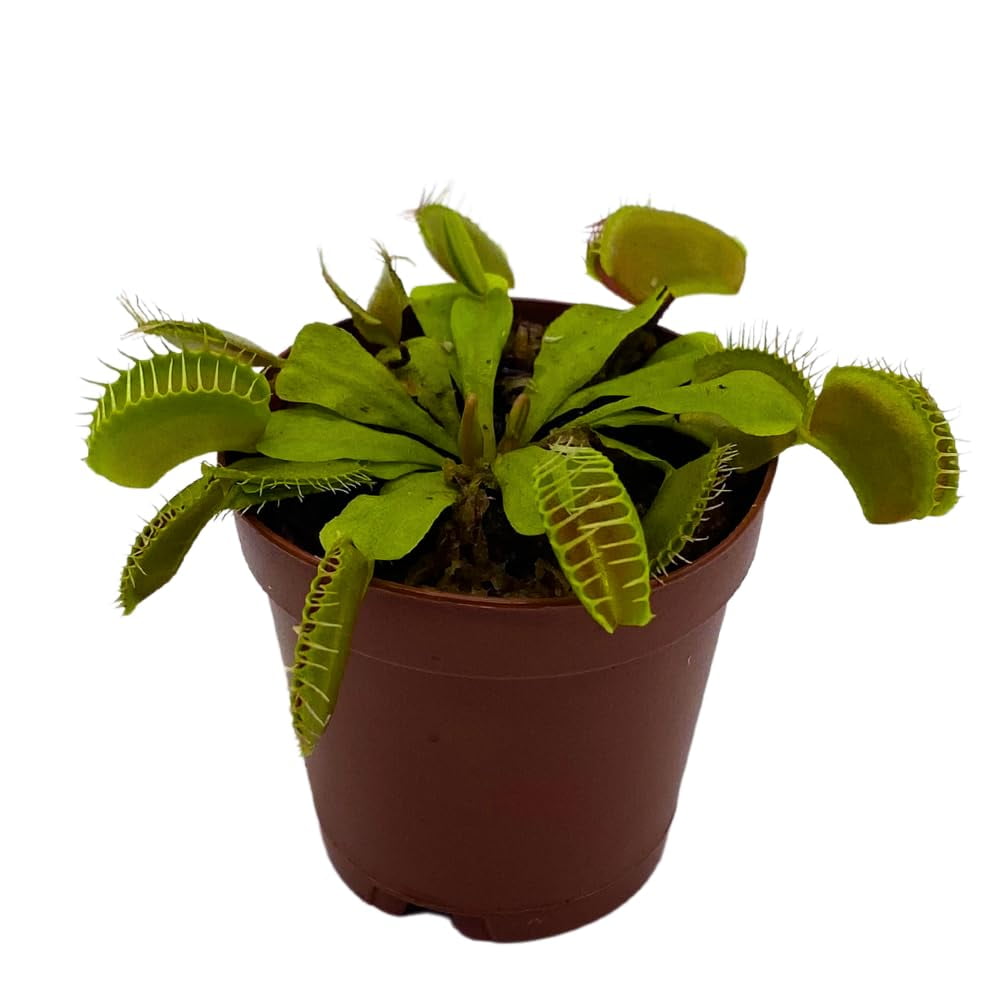 Venus Fly Trap Plants in Indoor Plants Walmart