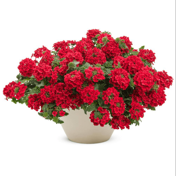 Red Verbena Live Plant for Planting, Red Verbena Live Plants, Verbena Flower Trailing Plants Live, Red Verbena Plants, 4 to 6 Inch Tall, Ship No Pot