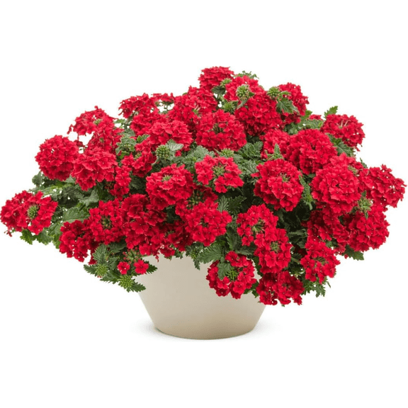 Red Verbena Live Plant for Planting, Trailing Verbena Flower Plant, Vibrant Red Blooms, Outdoor Garden or Hanging Basket, 46 Inch Tall